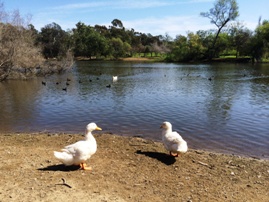 Huntington Beach Central Park